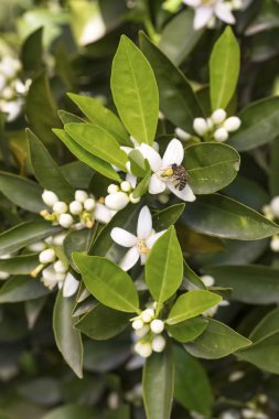 Portakal ağacı çiçeği çiçek