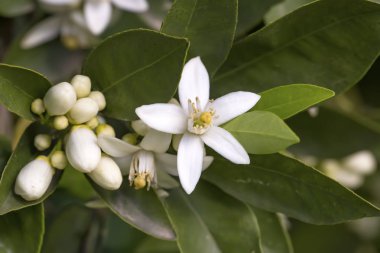 Portakal ağacı çiçeği çiçek