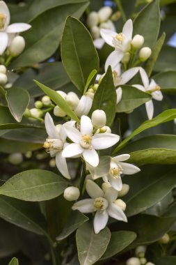 Portakal ağacı çiçeği çiçek