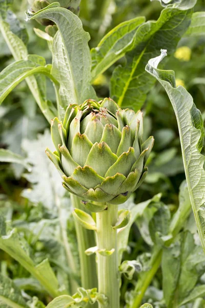 Campo Natural Alcachofa Orgánica — Foto de Stock