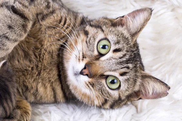 Anne kedi ve yavru kedi.