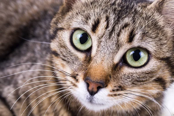 Anne kedi ve yavru kedi.