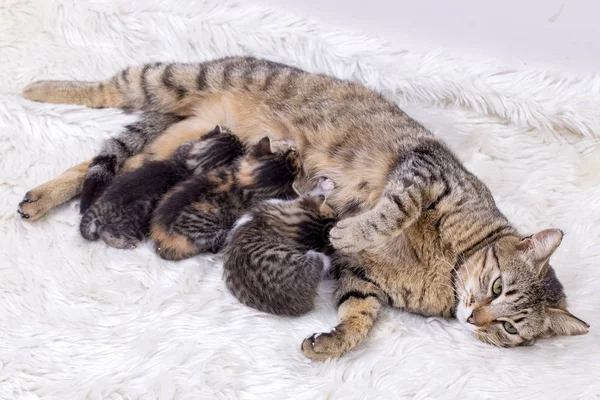 Mother cat and baby cat