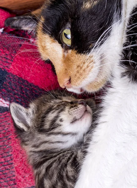 Mutter Katze Und Baby Katze — Stockfoto