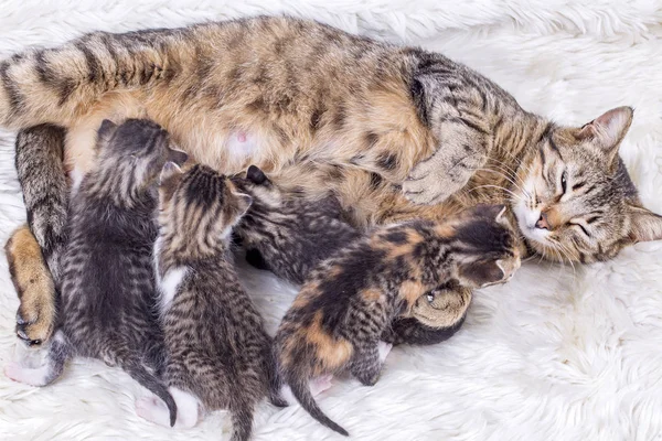 Mãe Gato Bebê Gato — Fotografia de Stock