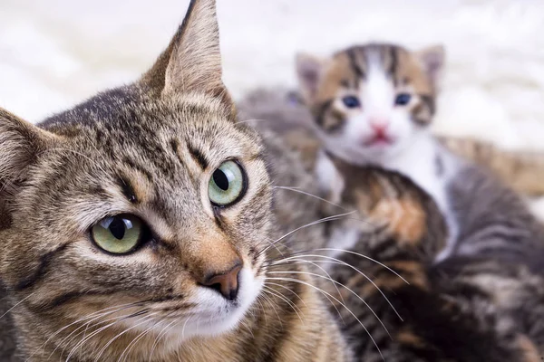Anne kedi ve bebek yavru kedi