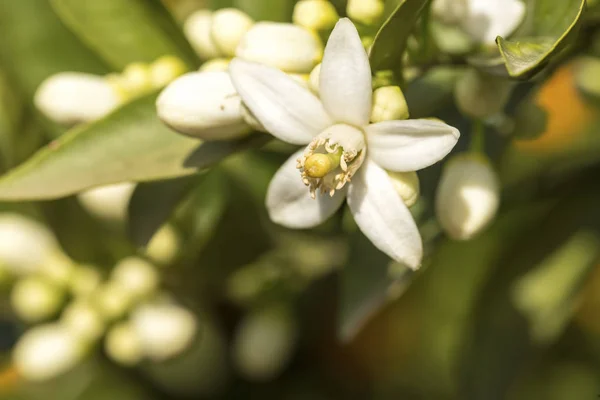 Orange tree blossom flower