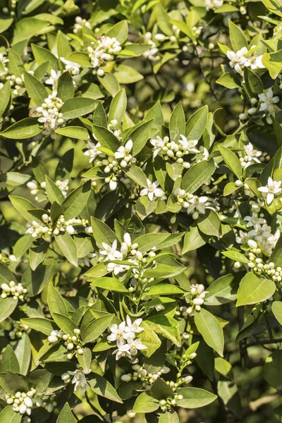 Orange tree blossom flower