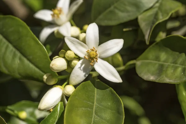 Orange tree blossom flower