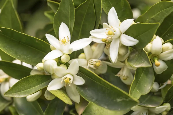 Orange tree blossom flower