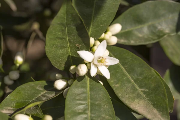 Orange tree blossom flower