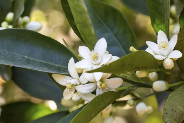 Orange tree blossom flower