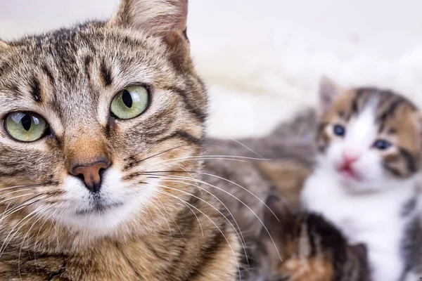 Anne kedi ve bebek yavru kedi