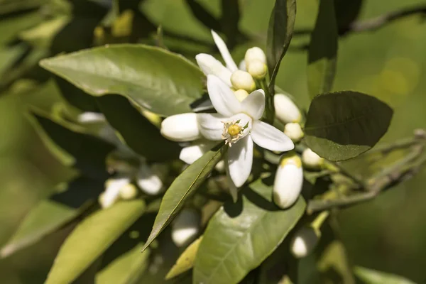 Orange tree blossom flower