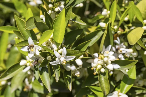 Portakal ağacı çiçeği çiçek