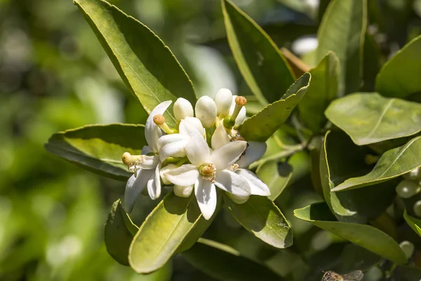 Portakal ağacı çiçeği çiçek