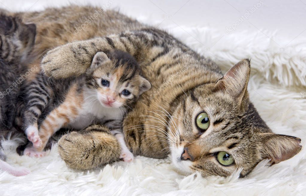 Mother cat and baby cat