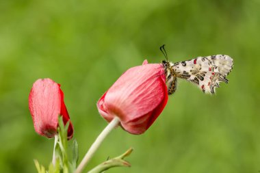 doğada zarif kelebek