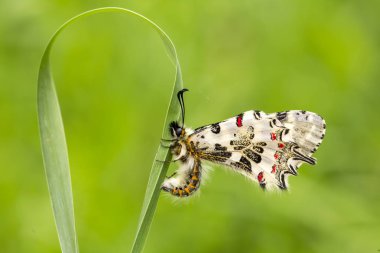 doğada zarif kelebek