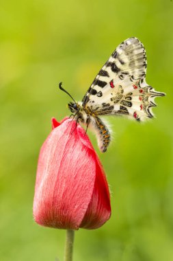 doğada zarif kelebek