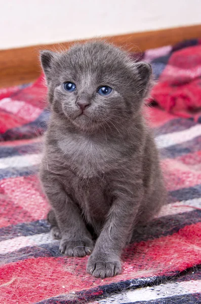 Cute Kitten Cat — Stock Photo, Image