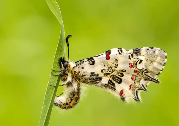 Eleganta Butterfly Naturen — Stockfoto