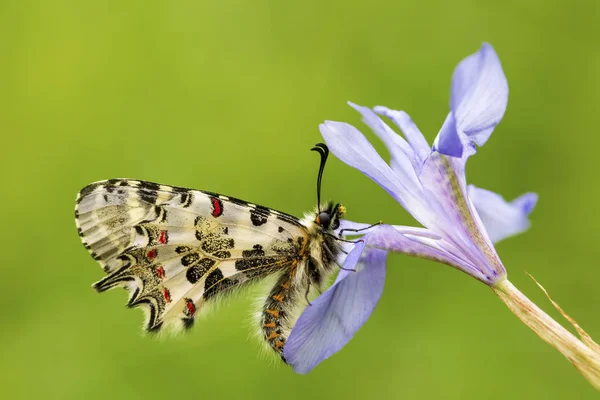 Élégant Papillon Dans Nature — Photo