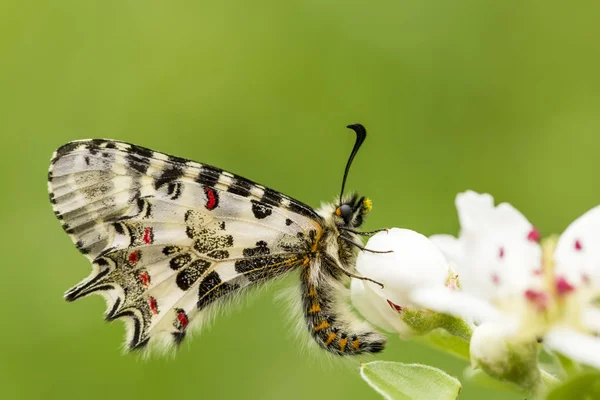 Eleganta Butterfly Naturen — Stockfoto