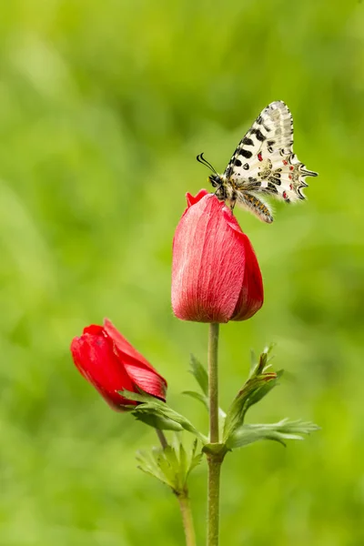 Élégant Papillon Dans Nature — Photo