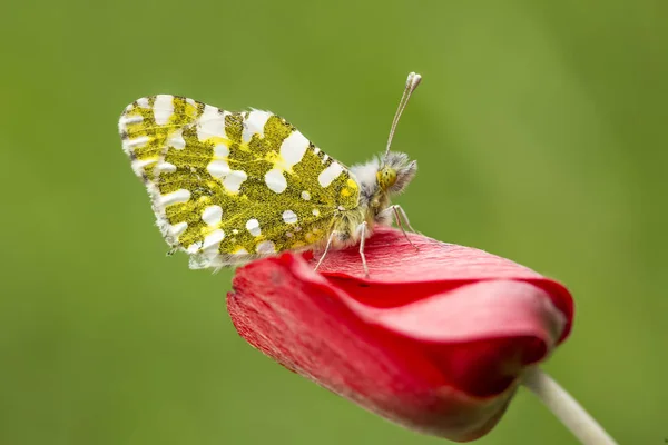 Élégant Papillon Dans Nature — Photo