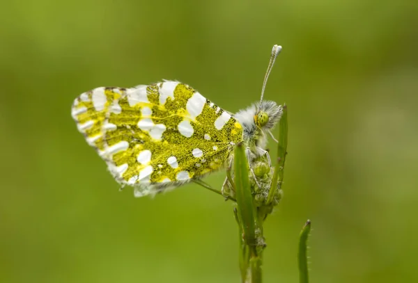 Borboleta Elegante Natureza — Fotografia de Stock