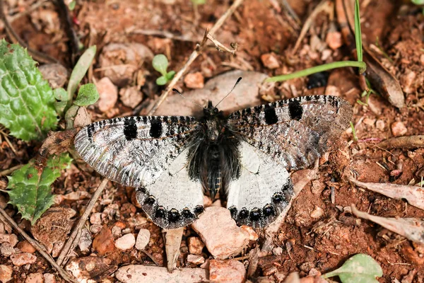 Elegáns Butterfly Természetben — Stock Fotó