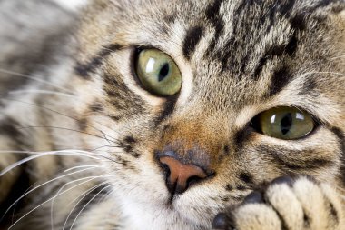 Şirin yavru kedi
