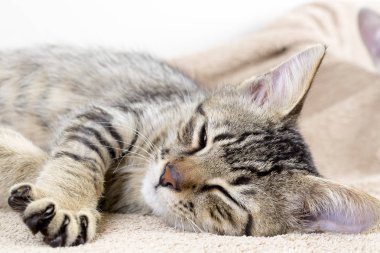 Şirin yavru kedi