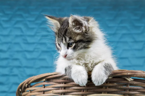 Schattige Kitten Kat — Stockfoto