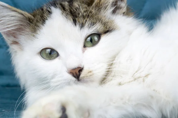 Gato Bonito Gatinho — Fotografia de Stock