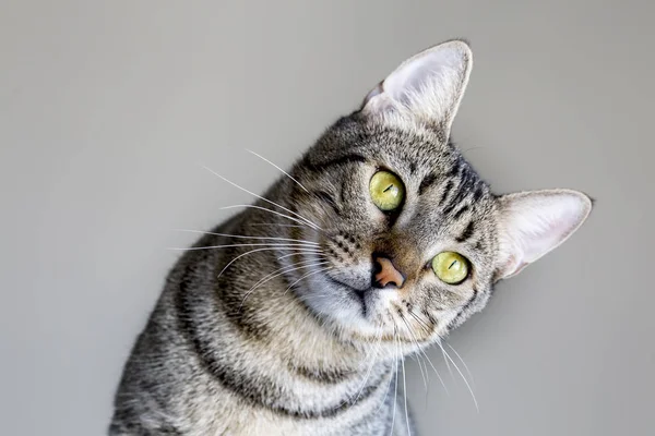 Haustier Niedliche Katze — Stockfoto