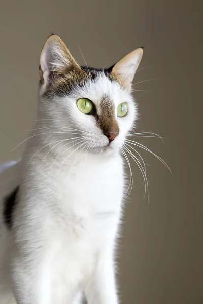 Animal Estimação Gato Bonito — Fotografia de Stock