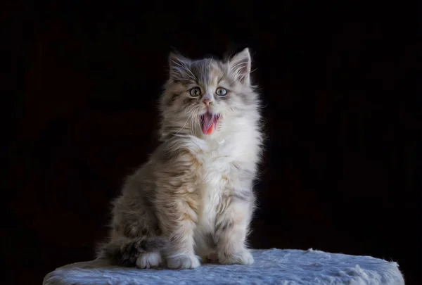 Söt Kattunge Katt — Stockfoto