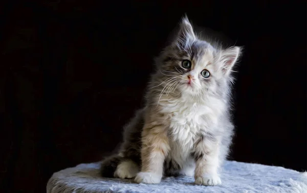 Aranyos Cica Macska — Stock Fotó