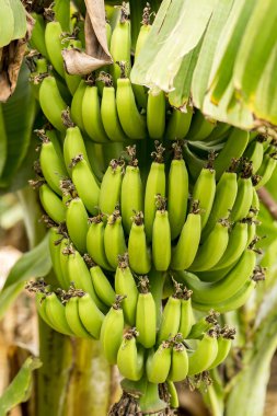 Muz meyve ağacı tarım