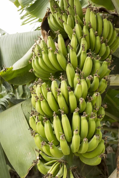 Muz meyve ağacı tarım