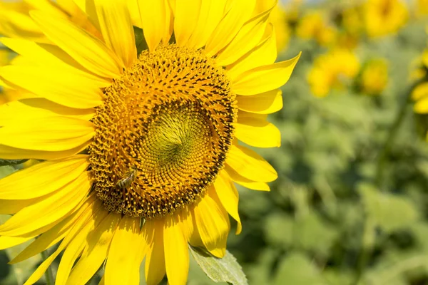 Ayçiçekleri alanı, yaz manzara