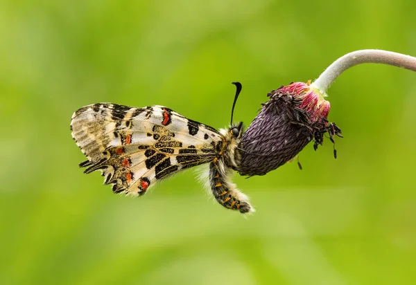 Pillangó Természetben — Stock Fotó