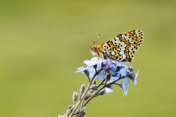 Vlinder Natuur — Stockfoto