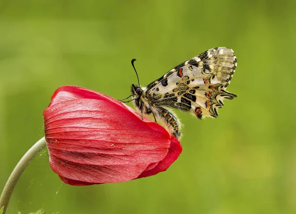 Papillon Dans Nature — Photo