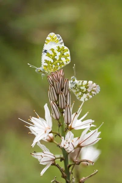 Papillon Dans Nature — Photo