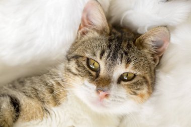 Evcil hayvan; sevimli kedi.