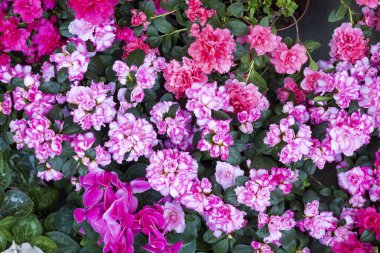 Renkli çiçek pazarı