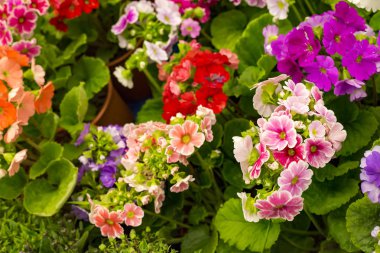 beautiful flowers close up view, summer concept